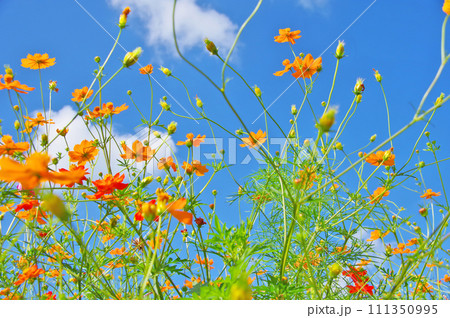 青空とお花畑に咲くキバナコスモスの花 青空とお花畑に咲くキバナコスモスの花 111350995