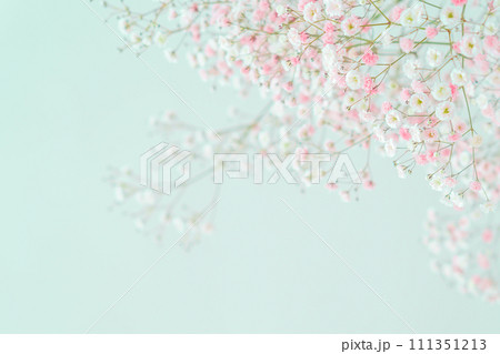 ピンクのグラデーションの染めカスミソウ 111351213