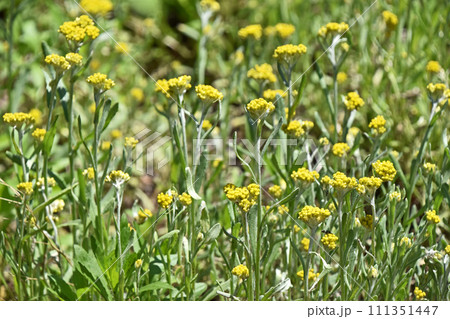 ハハコグサ（母子草） 111351447