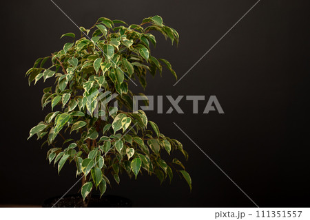 Ficus plant. Ficus tree. Ficus leaves Ficus plant. Ficus tree. Ficus leaves 111351557