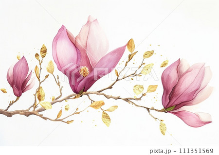 Magnolia branch isolated on white background. Hand drawn watercolor illustration. 111351569