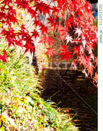 色とりどりの紅葉で彩られた秋の門前町の景色 色とりどりの紅葉で彩られた秋の門前町の景色 111351720