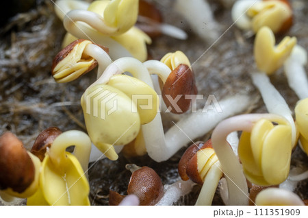Young shoots sprouts of food plants close-up 111351909
