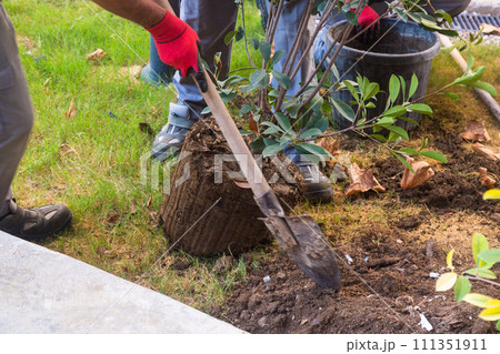 Men plant a brought tree in the ground, landscaping in the city Men plant a brought tree in the ground, landscaping in the city 111351911