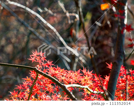 秋の景色　色とりどりの美しい紅葉 111352014