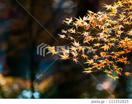 秋の景色 色とりどりの美しい紅葉 秋の景色 色とりどりの美しい紅葉 111352025