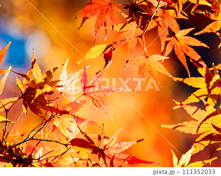 秋の景色　色とりどりの美しい紅葉 111352033