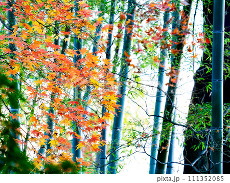 秋の景色 色とりどりの美しい紅葉と竹林 秋の景色 色とりどりの美しい紅葉と竹林 111352085