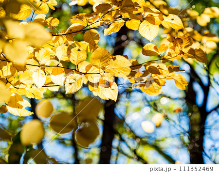 秋の景色　秋晴れに映える美しい雑木の紅葉 111352469