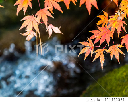 清涼感あふれる清らかな流れと鮮やかな紅葉 111353321