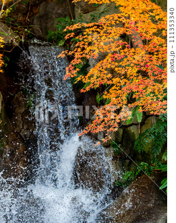 清涼感あふれる滝と鮮やかな紅葉 清涼感あふれる滝と鮮やかな紅葉 111353340