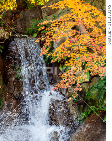 清涼感あふれる滝と鮮やかな紅葉 清涼感あふれる滝と鮮やかな紅葉 111353345