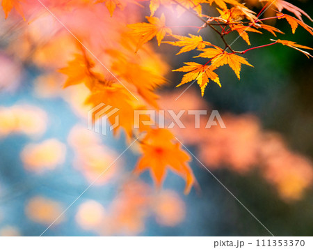 清涼感あふれる滝と鮮やかな紅葉 清涼感あふれる滝と鮮やかな紅葉 111353370