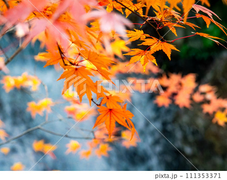 清涼感あふれる滝と鮮やかな紅葉 111353371