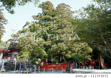 福岡県　香椎宮の綾杉 111353672