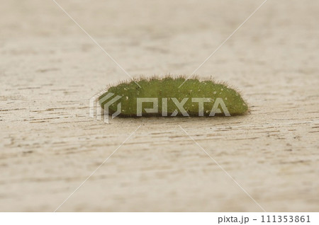 Closeup on the green hairy caterpillar of the small copper butterfly, Lycaena phlaeas sitting on wood 111353861