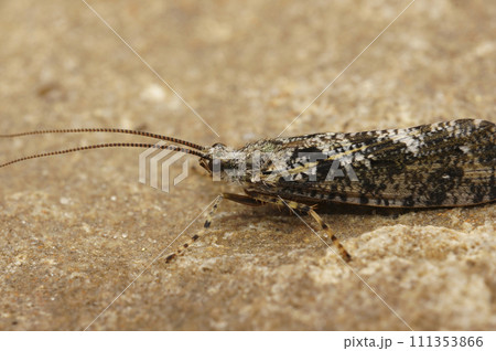 Closeup on a black and white Caddisfly, Agrypnia varia sitting on a stone in the field Closeup on a black and white Caddisfly, Agrypnia varia sitting on a stone in the field 111353866