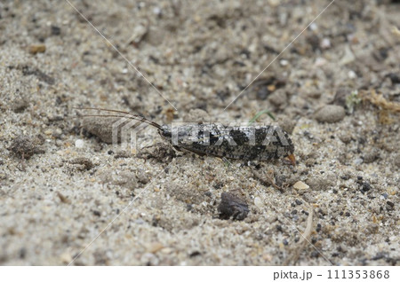 Closeup on a black and white Caddisfly, Agrypnia varia sitting on a stone in the field Closeup on a black and white Caddisfly, Agrypnia varia sitting on a stone in the field 111353868