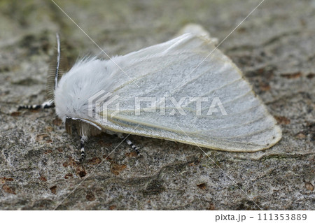 Closeup on the European white satin moth Leucoma salicis sitting on wood Closeup on the European white satin moth Leucoma salicis sitting on wood 111353889