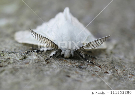 Facial closeup on the European white satin moth Leucoma salicis sitting on wood Facial closeup on the European white satin moth Leucoma salicis sitting on wood 111353890