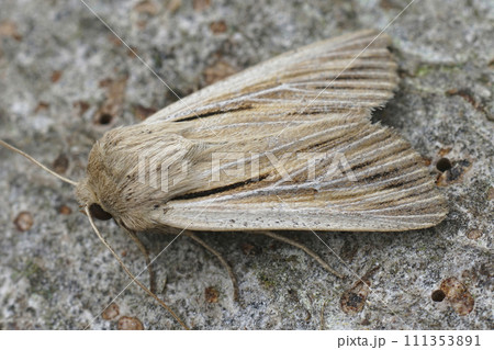 Closeup on a fresh emerged shoulder-striped wainscot moth, Leucania comma on a piece of wood in the garden 111353891