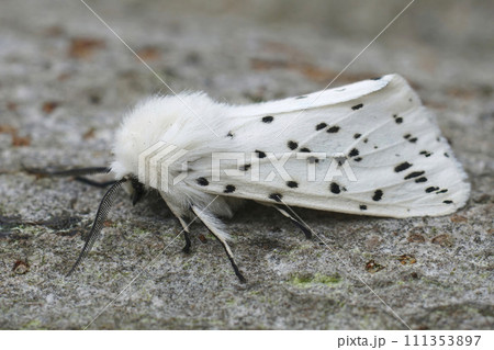 Closeup on a white ermine moth, Spilosoma lubricipeda sitting on a piece of wood in the garden Closeup on a white ermine moth, Spilosoma lubricipeda sitting on a piece of wood in the garden 111353897