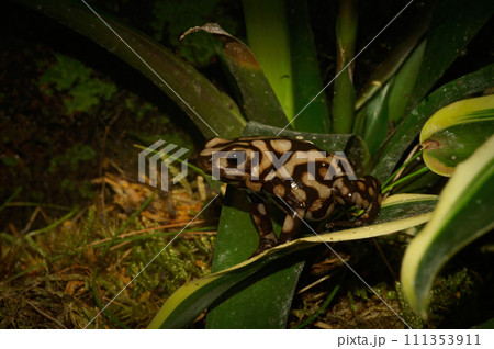 Closeup on a Central American brown form of the green and black poison dart frog, Dendrobates auratus in a terrarium 111353911