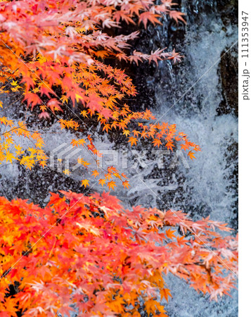 清涼感あふれる滝と鮮やかな紅葉 111353947