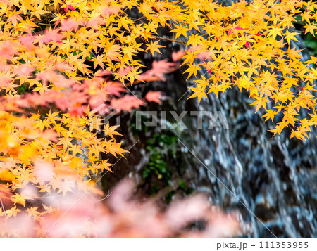 清涼感あふれる滝と鮮やかな紅葉 清涼感あふれる滝と鮮やかな紅葉 111353955