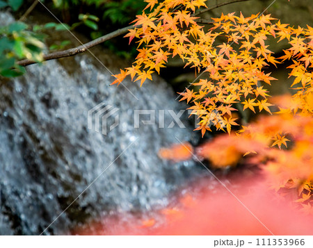 清涼感あふれる滝と鮮やかな紅葉 清涼感あふれる滝と鮮やかな紅葉 111353966