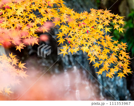 清涼感あふれる滝と鮮やかな紅葉 清涼感あふれる滝と鮮やかな紅葉 111353967