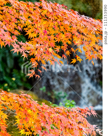 清涼感あふれる滝と鮮やかな紅葉 111353990
