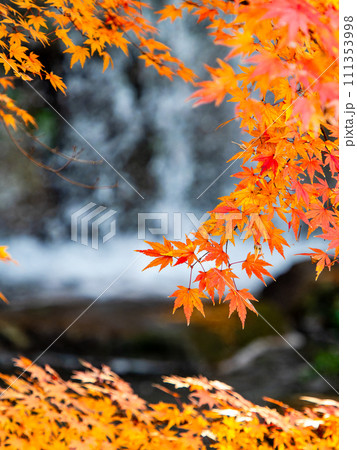 清涼感あふれる滝と鮮やかな紅葉 111353998