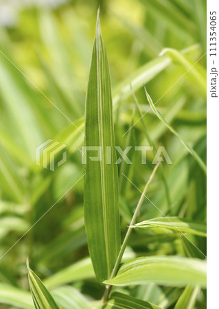 Dwarf white-striped Bamboo Dwarf white-striped Bamboo 111354065