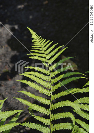 Common male fern Common male fern 111354066
