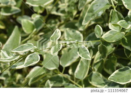 Variegated Greater periwinkle Variegated Greater periwinkle 111354067