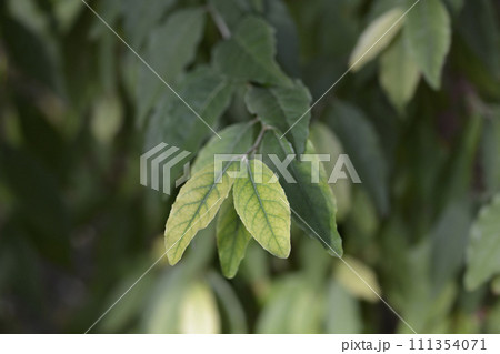 Autumn olive Autumn olive 111354071