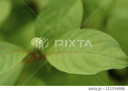 Common buttonbush Common buttonbush 111354086
