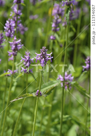 Common hedgenettle 111354087
