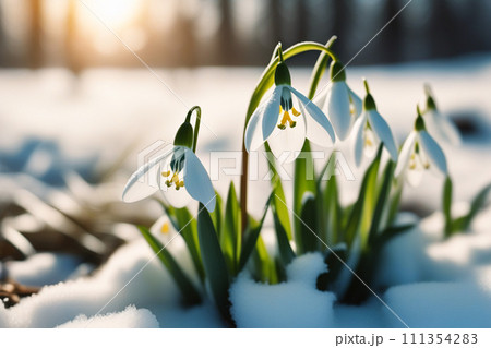 Beautiful first snowdrop flowers in the spring forest. Delicate spring flowers, snowdrops, are harbingers of warming and symbolize the arrival of spring. Scenic view of a spring forest with blooming 111354283