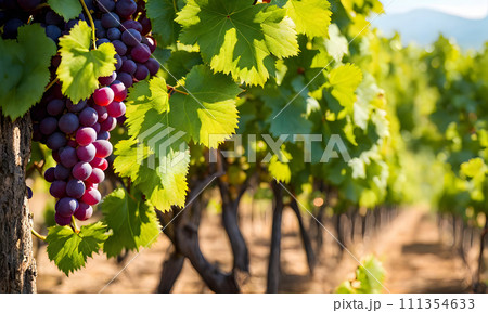 Sunny vineyard with clusters of ripe grapes in focus Sunny vineyard with clusters of ripe grapes in focus 111354633
