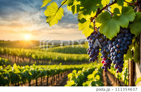 Sunny vineyard with clusters of ripe grapes in focus Sunny vineyard with clusters of ripe grapes in focus 111354637