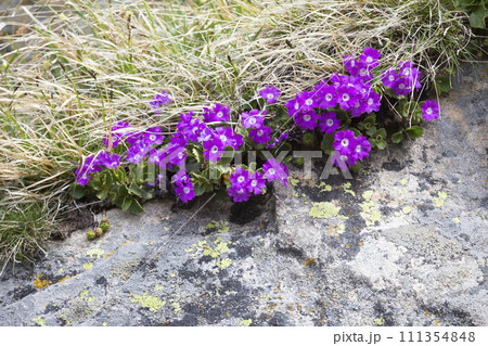 Primula hirsuta growing on a rock in Valais in Switzerland 111354848