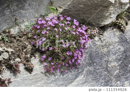 Rock soapwort (Saponaria ocymoides) growing in the Alps of Switzerland Rock soapwort (Saponaria ocymoides) growing in the Alps of Switzerland 111354926