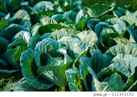 Freshly harvested cabbage. 111355172
