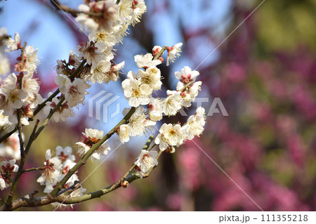 赤い梅の花を背景に咲く白い梅の花 111355218
