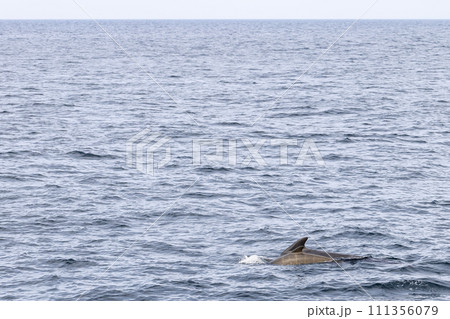 Serene seascape with pilot whale calf and mother gliding near Andenes under soft overcast sky 111356079