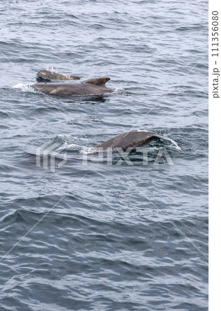 Globicephala melas family, calf swims energetically between parents in ocean near Andenes Globicephala melas family, calf swims energetically between parents in ocean near Andenes 111356080