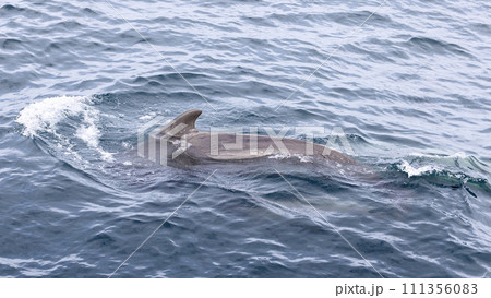 Pilot whale navigates tranquil sea with undulating waves near scenic Lofoten archipelago 111356083