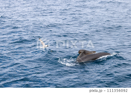 Pilot whale family and seagull in Andenes' rippling waters, showcasing nature's harmony 111356092